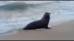Llama la atención lobo marino en zona de playa