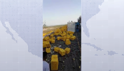 Vuelca tráiler cargado de mango en Palmillas