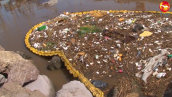 Cumple dos años de 'vida' la biobarda en Mazatlán