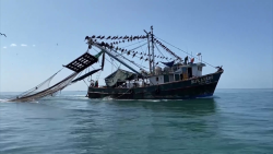 Pesca incidental mata a 200 tortugas en sur de Sinaloa