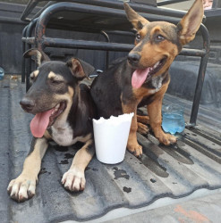 Indigente maltrataba a sus mascotas y...le cayó la policía