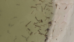 Realizan acciones para prevenir el dengue