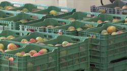 Mango no alcanza las tallas por sequía: AARP