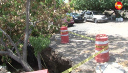 Cae árbol en socavón en la Colonia Burócrata