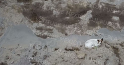 Otro perro cae al socavón de Puebla: a dos semanas del rescate de Spay y Spike