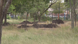 Obra en el jardín botánico cumple con los permisos para su desarrollo