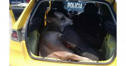 Policías buscaban droga y armas y se encuentran a una vaca robada