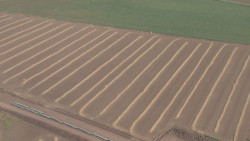Por la falta de agua productores de Sinaloa tiene la alternativa de cosechar sorgo