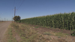 Sin apoyos federales ...la agricultura en problemas