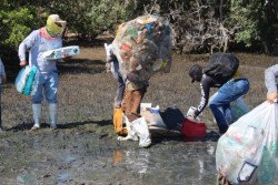 Recogen 400 kilos de plástico de la isla Tachichilte en la Bahía Santa María