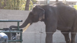 Big Boy se va del Zoológico de Culiacán