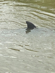 Buscan rescatar a dos delfines