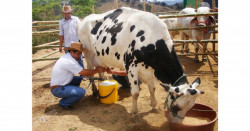 Rusia altera vacas genéticamente para que den leche sin lactosa