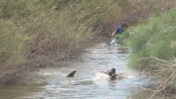 Continúan esfuerzos por rescatar a delfín varado en canales de riego