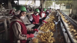En Sinaloa hay 559 mil 597 trabajadores asegurados al mes de junio