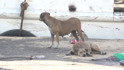 Mascotas afectadas por "golpe de calor" en Mazatlán