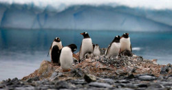 Encuentran "amplia presencia" de microplásticos en la dieta de pingüinos de la Antártida
