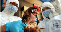 India reporta primera muerte por Gripe Aviar H5N y se trabaja para evitar una nueva pandemia