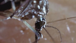 32 casos de dengue en Sinaloa