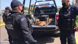 Rescatan policías dos perritos abandonados y amarrados en un canal