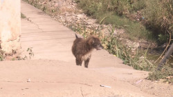 Este miércoles realizarán foro de protección animal