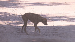 Aumenta el número de reportes de mascotas abandonadas