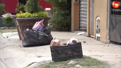 Piden que les pongan listones rojos a bolsas de basura contaminadas