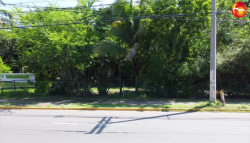 Ambientalistas en contra de entrega de terreno del Bosque de la Ciudad a Nafta Lubricantes
