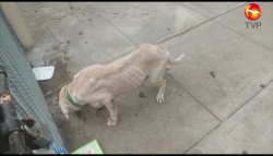 Denuncian ante la Fiscalía caso de maltrato animal en Mazatlán