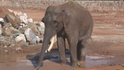 Este 12 de agosto es el día mundial del elefante