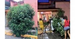 Vecinos de Veracruz crecen planta de marihuana en plena calle y se la reparten cuando llega la policía