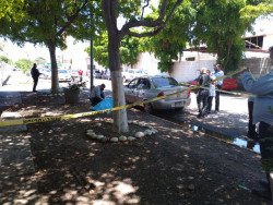 Fallece hombre por picadura de abejas