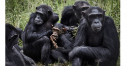 Los chimpancés amigos del "macho alfa" tienen más éxito para encontrar pareja y aparearse