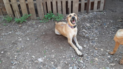 "Poli"  busca un hogar responsable y amoroso