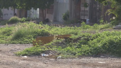 Basura y maleza son un foco de infección en la Esthela Ortiz