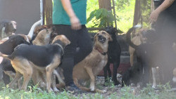 Confían que próxima legislatura saque adelante la Ley de Protección Animal