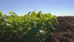 Se preparan agricultores para el ciclo O-I