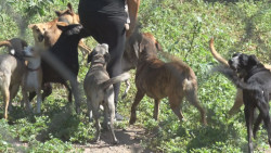 El adoptar cambia la vida de un animal pero también de la persona que lo hizo