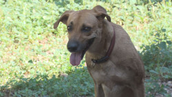 Poli y Laila buscan una familia responsable