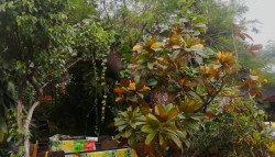 "Nora" tumbó árbol icónico ubicado de Carnitas El Camino "El Bigotes"
