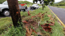 2 heridos tras impacto de camioneta contra palmera