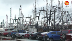 50% de la flota camaronera se quedará amarrada en puerto