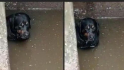 Rescatan a perrito que estaba en arroyo