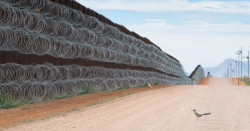 Mexicano gana concurso "Fotógrafo de aves del año" por imagen de correcaminos frente al muro