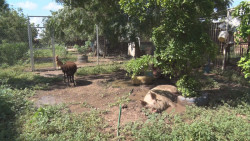 Sol y Dolly viven felices en el santuario de Huellita con Causa