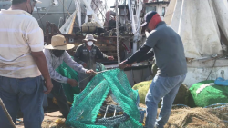 Recertificación de camarón mexicano: Será cuestión de días