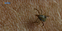 Alerta la JS4 por dos muertes y varios casos de  rickettsia en Cajeme