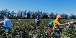 Generación de empleos e incremento en las exportaciones en Sinaloa