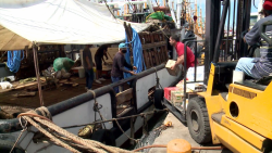 Se alistan pescadores con provisiones para la pesca
