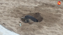849 nidos de tortuga rescatados en esta temporada